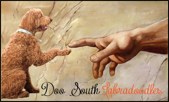 Labradoodle Breeder South Carolina